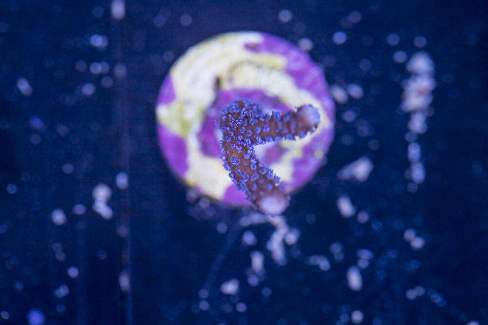 Montipora - Digitata