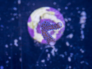 Montipora - Digitata