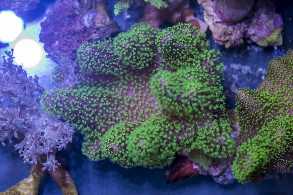 Toadstool Leather