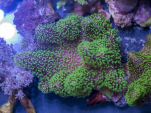 Toadstool Leather