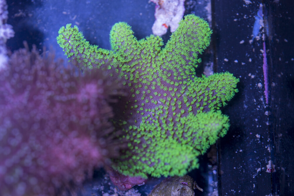 Toadstool Leather
