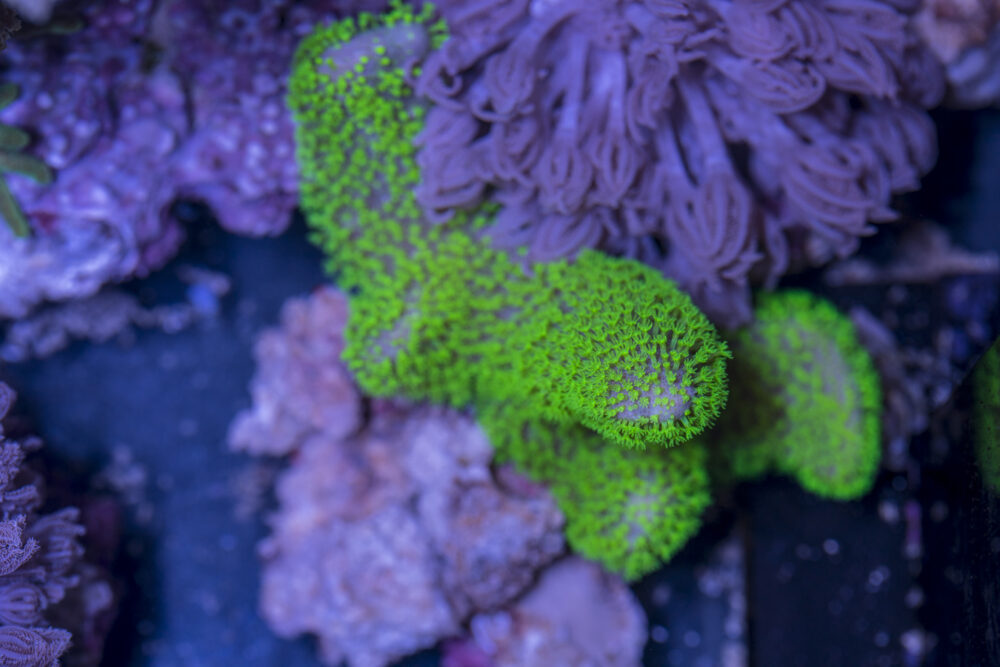 Toadstool Leather