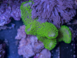 Toadstool Leather