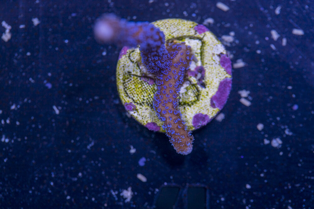Montipora - Digitata