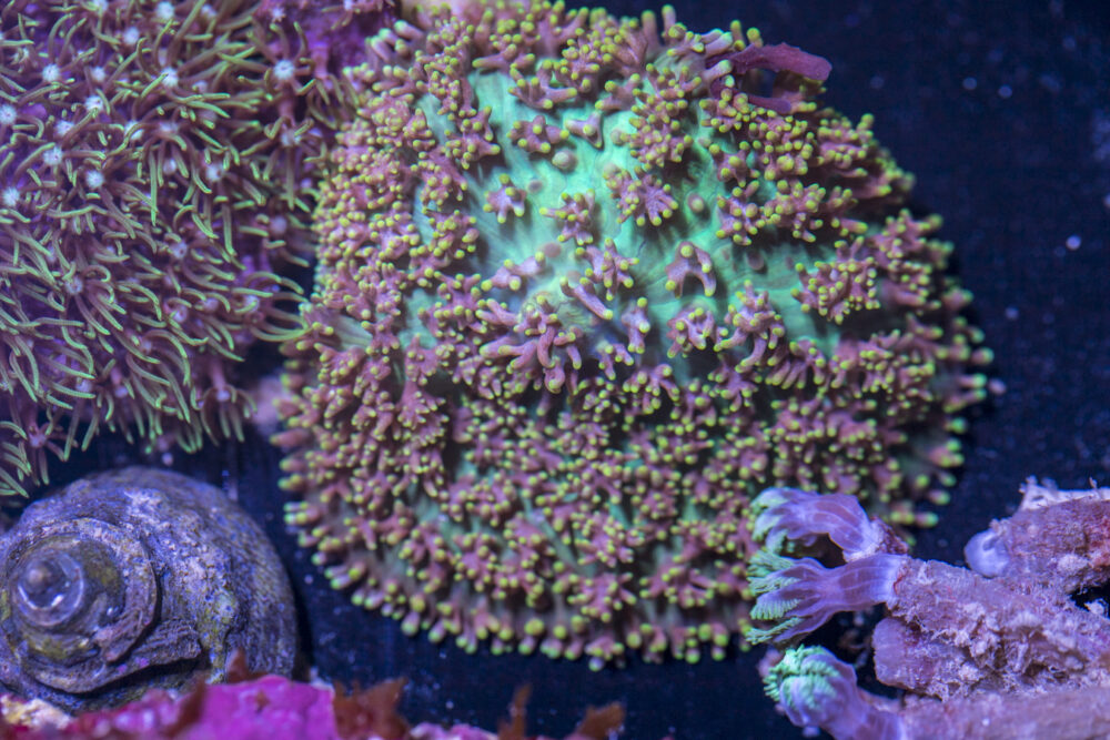 Corallimorph