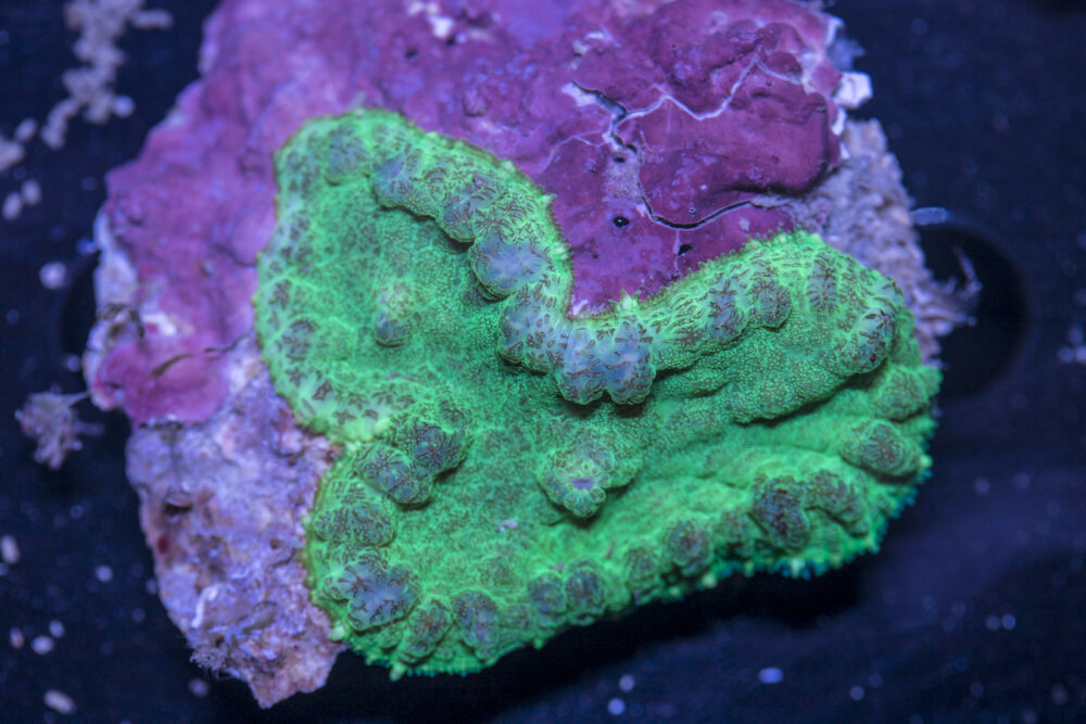 Rhodactus