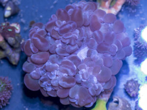 Bubble