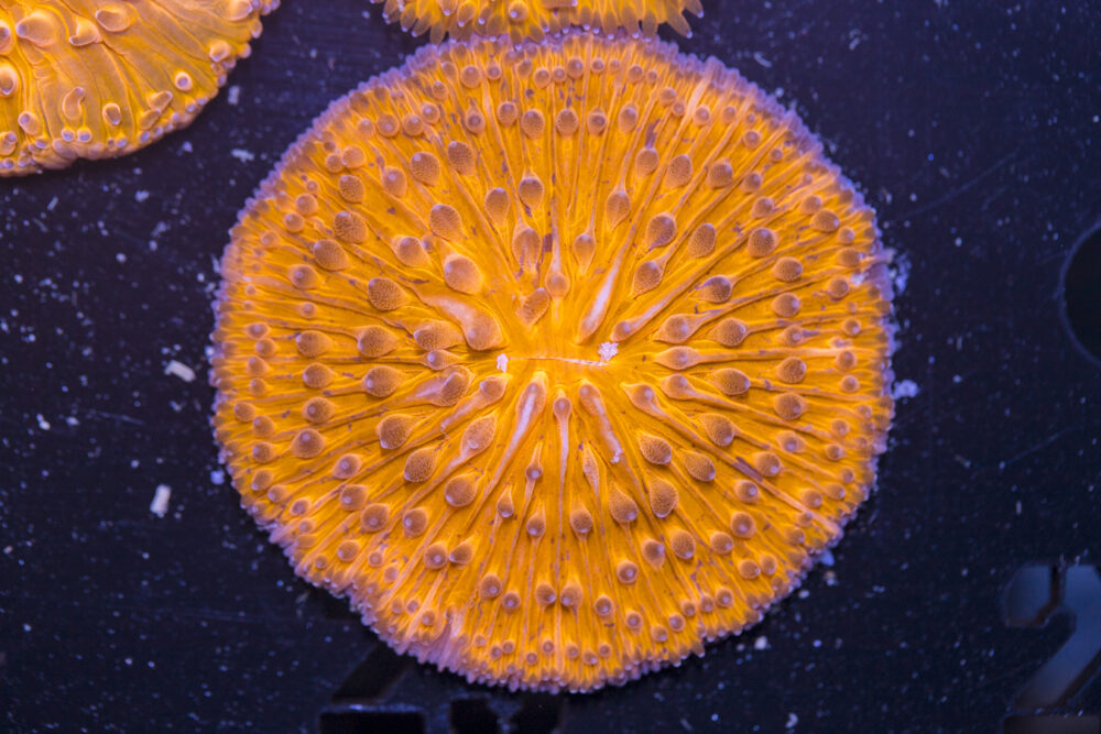 Fungia