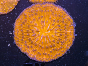 Fungia