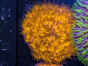 Fungia