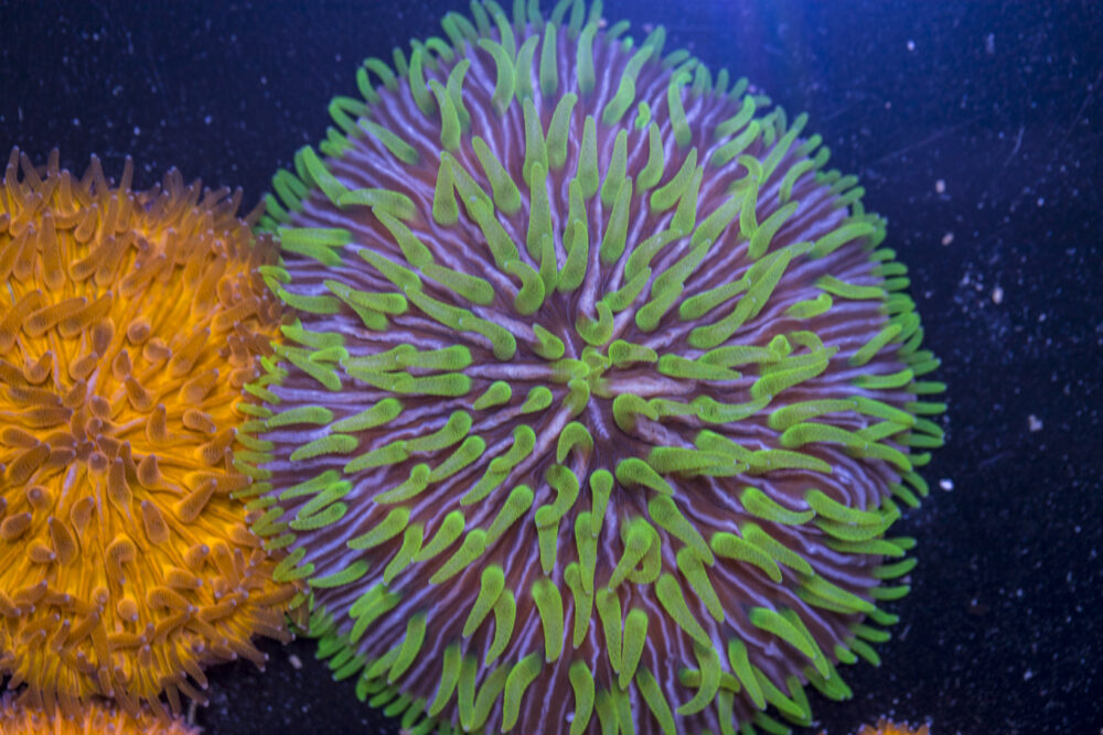 Fungia