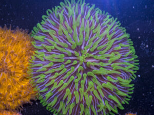 Fungia