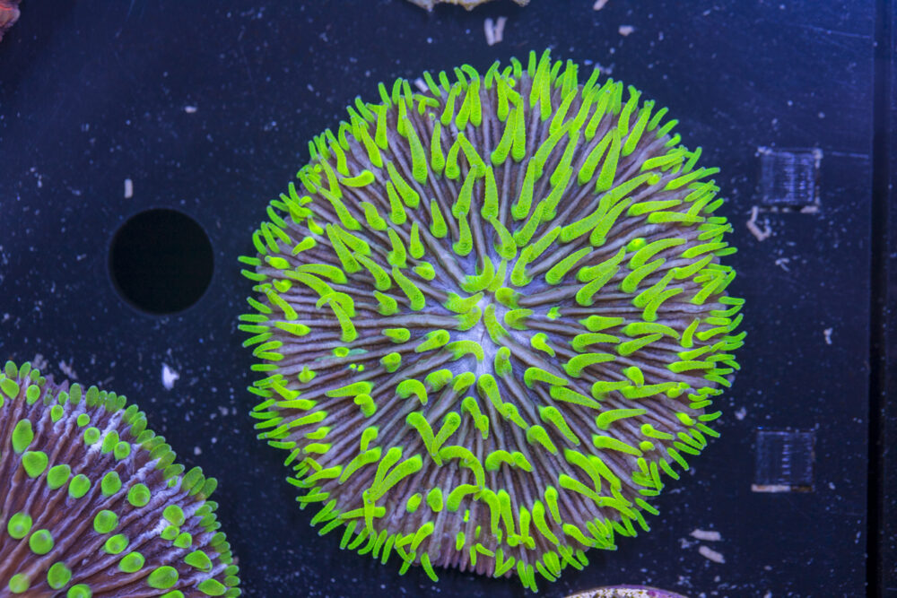 Fungia