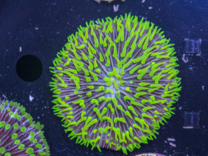 Fungia