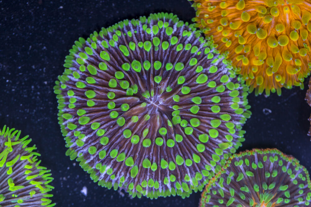 Fungia