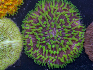 Fungia