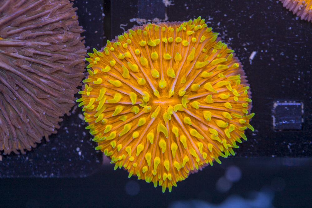 Fungia