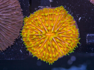 Fungia