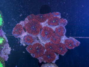 Blastomussa