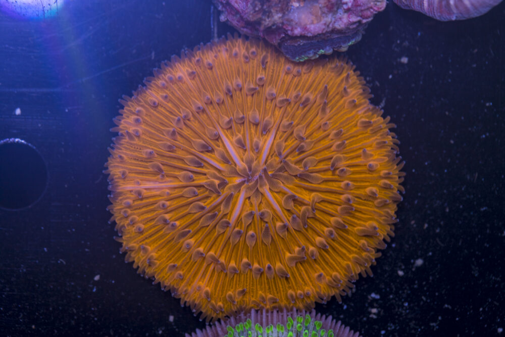 Fungia