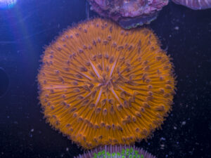 Fungia