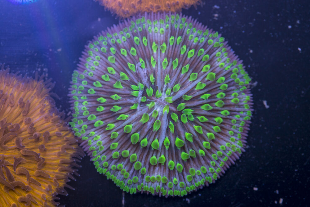 Fungia