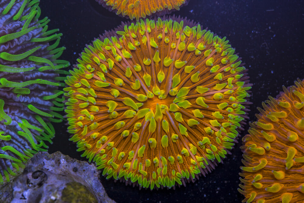 Fungia