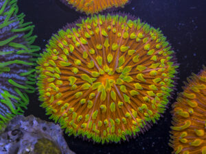 Fungia