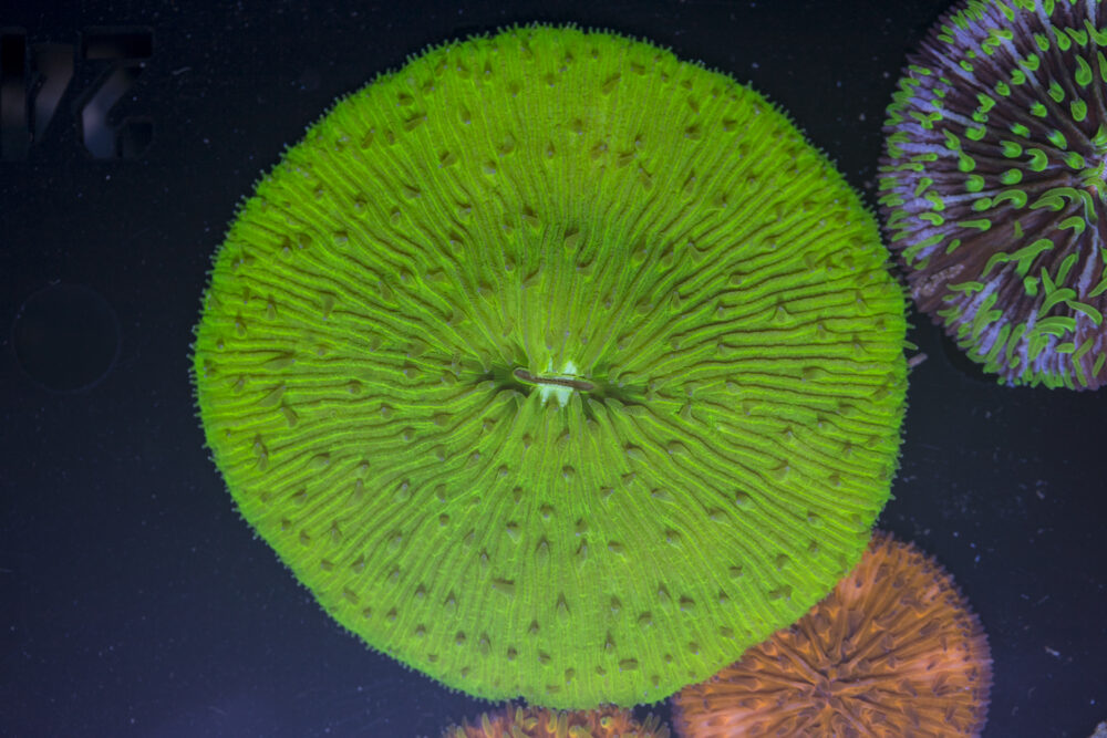 Fungia