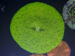 Fungia