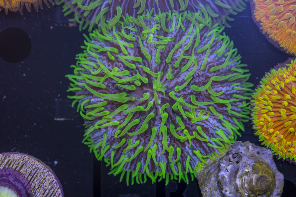 Fungia