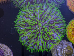 Fungia