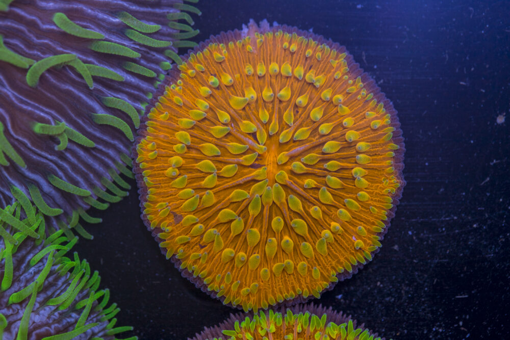 Fungia