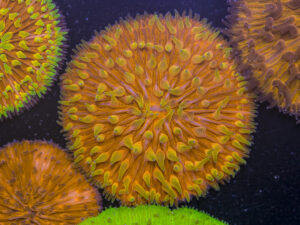 Fungia