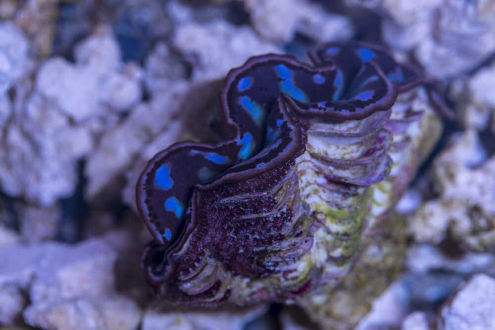 Clam - Maxima