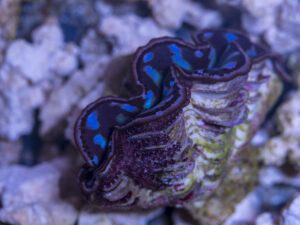 Clam - Maxima