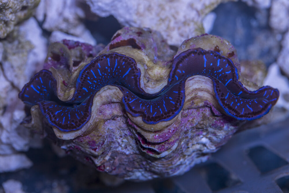 Clam - Maxima