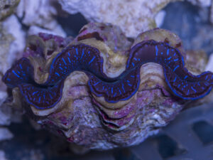 Clam - Maxima