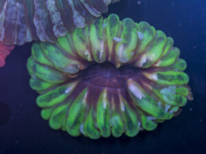 Cynarina