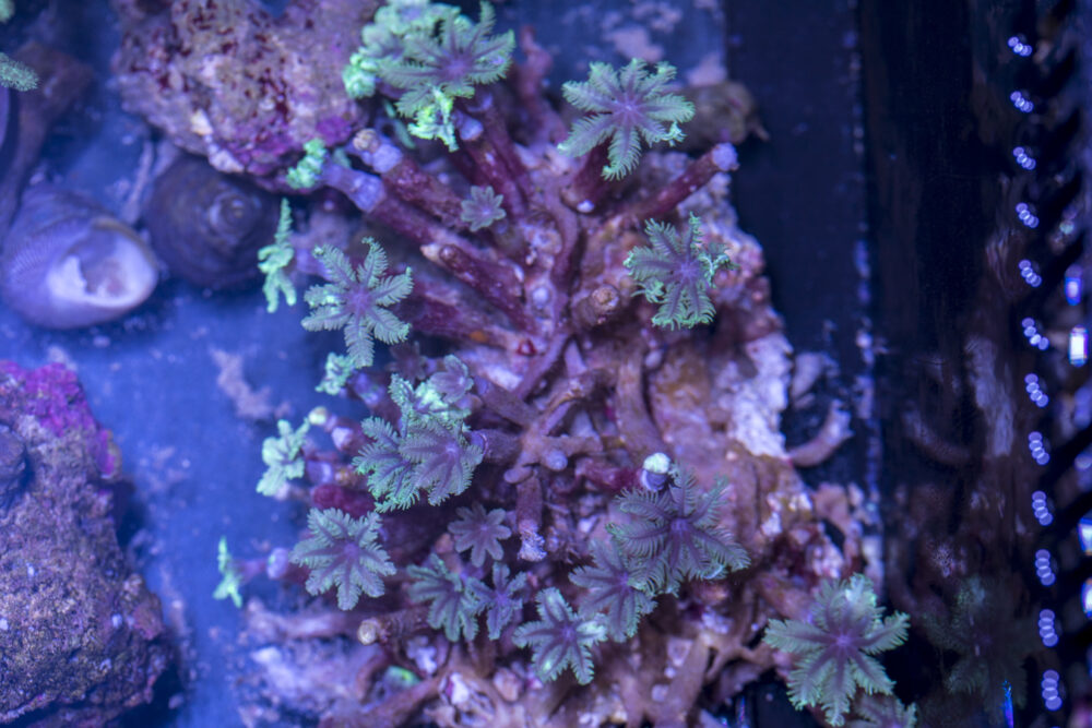 Clove Polyp