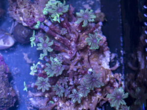 Clove Polyp
