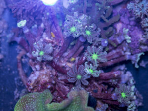 Clove Polyp