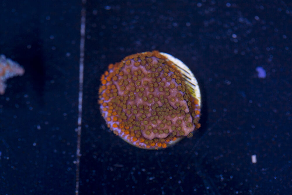 Montipora - Rainbow