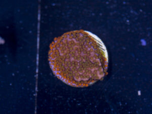 Montipora - Rainbow