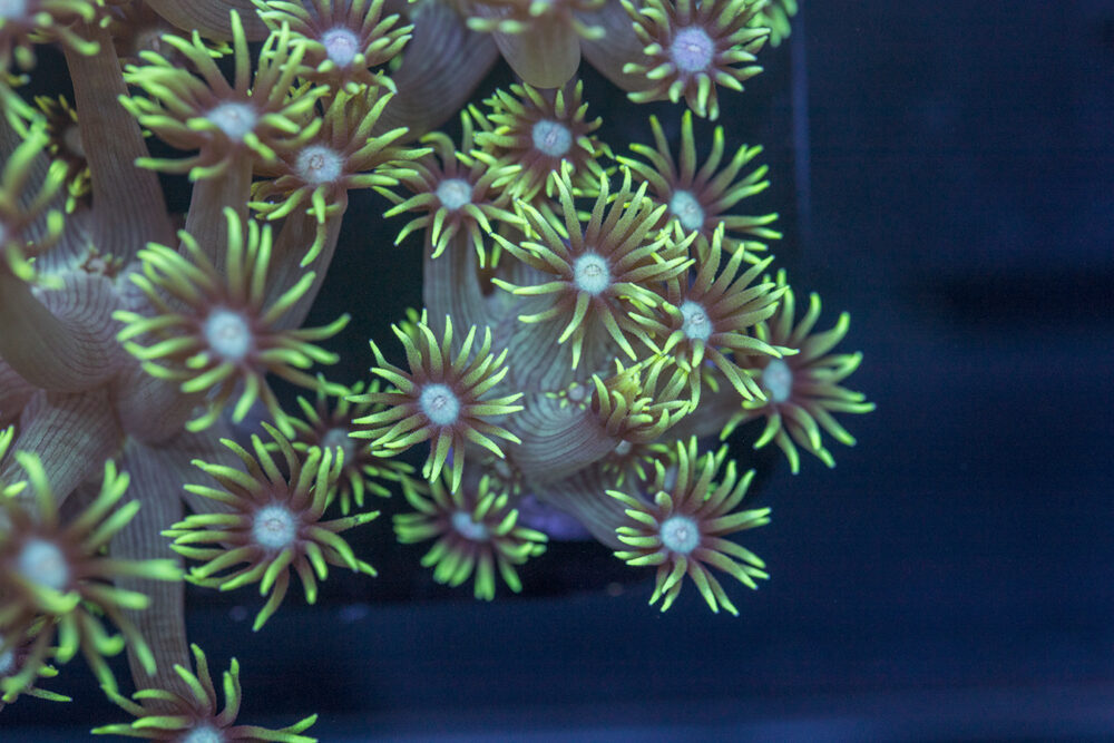 Goniopora