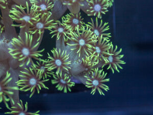 Goniopora
