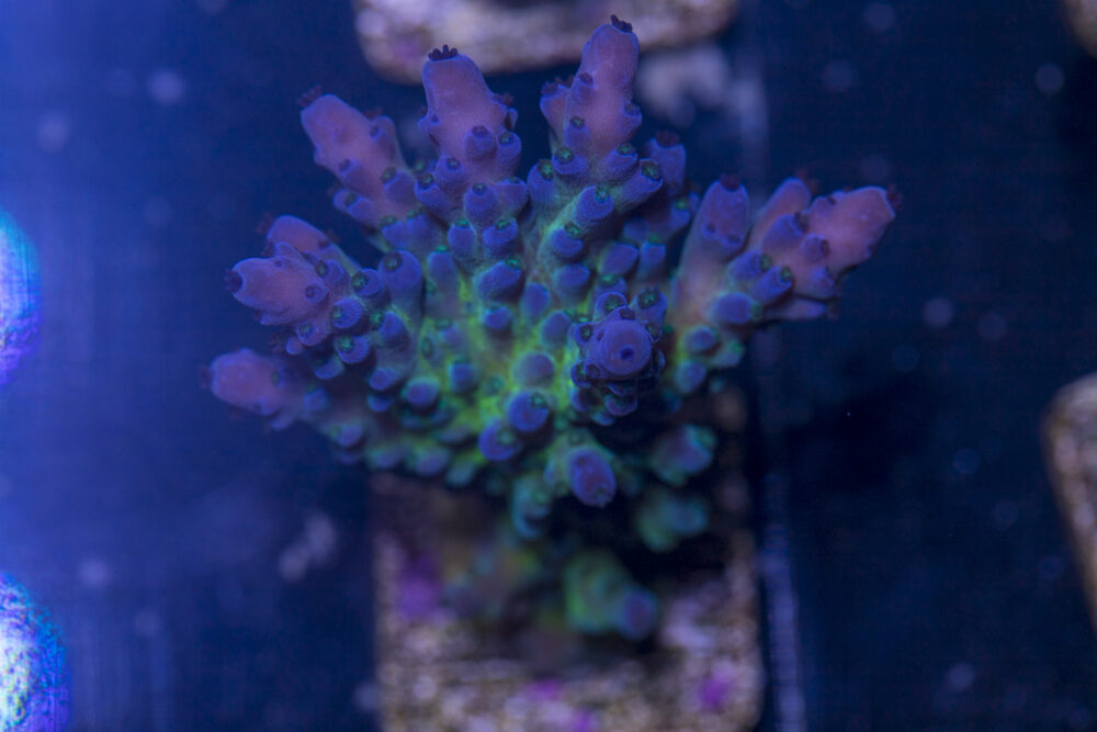 Acropora