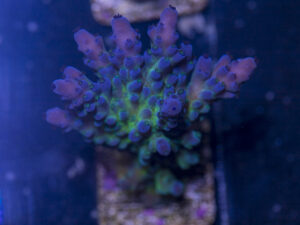 Acropora
