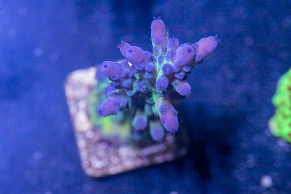 Acropora
