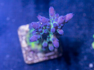 Acropora